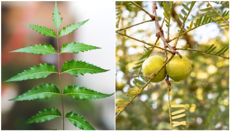 Neem to Amla: 7 most effective Indian medicinal plants MSW EAI