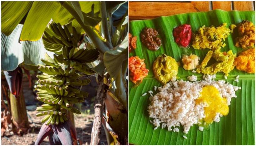 Discover versatility of Banana Plant: 7 practical uses beyond the fruit