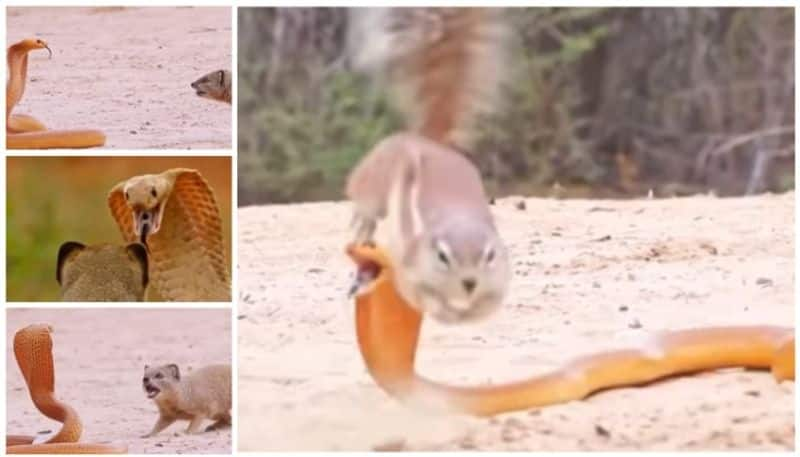 video of the squirrel helping Keeri to fight the snake went viral bkg