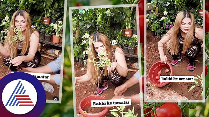 Rakhi Sawant  Wasting Tomatoes Irks Netizens suc