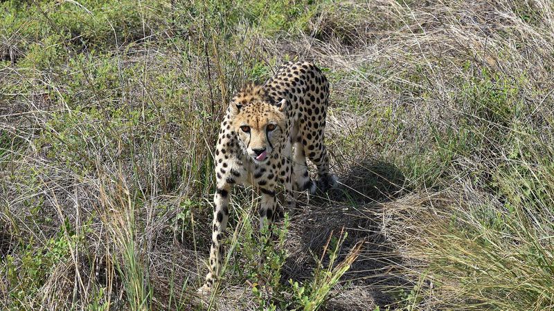 wetness Infection by radio collar Septic caused death of 2 cheetahs in kuno National Park Experts says akb