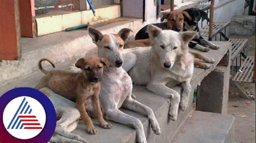 Why BBMP is tagging dogs with micro-chips in Bengaluru