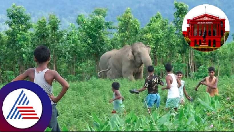 Safe corridor, 24x7 control room... HC issues directives to Karnataka govt to avoid wildlife human conflicts