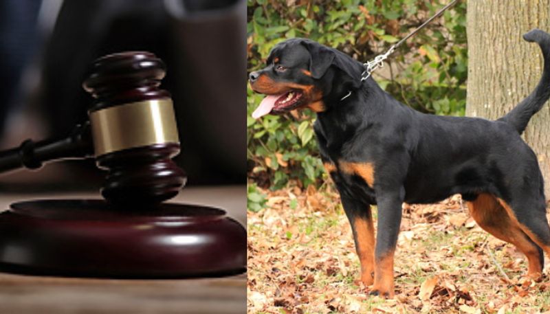 Court orders man to pay maintenance for ex wife dogs etj