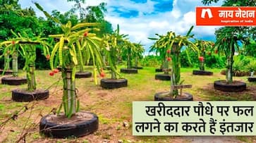 success story of Ramji Dubey who became famous by dragon fruit farming zrua