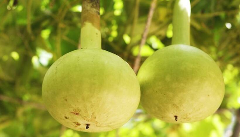 Here are 7 health benefits of having bottlegourd everyday in your diet