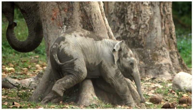 Forest elephant crossing road in nilgiris video goes viral