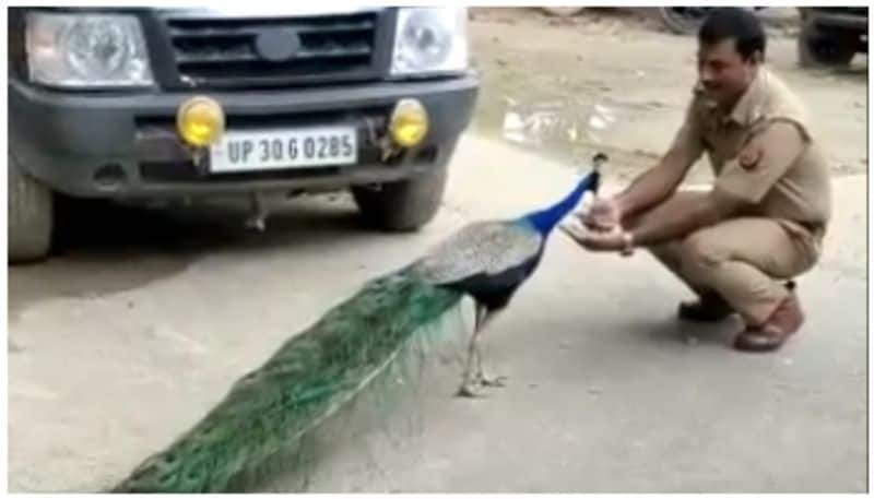 video of a rare bond between a police officer and peacock went Viral bkg