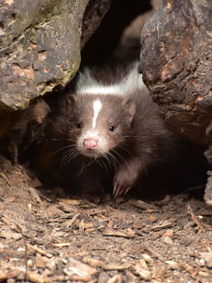 Skunks
