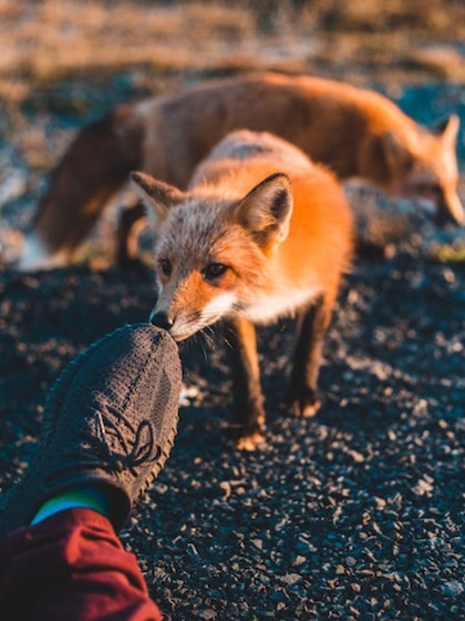 Fennec foxes