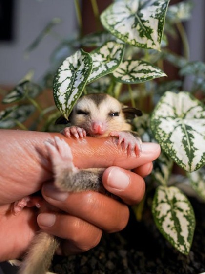 Sugar gliders