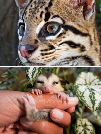Sugar gliders to Ocelots - 7 unconventional pets you can have