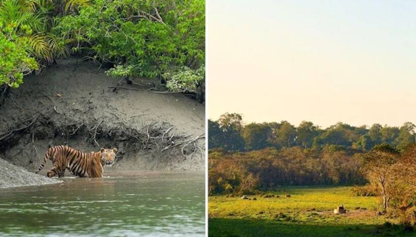 Gorumara to Sundarbans: Explore the enchanting national parks of West Bengal