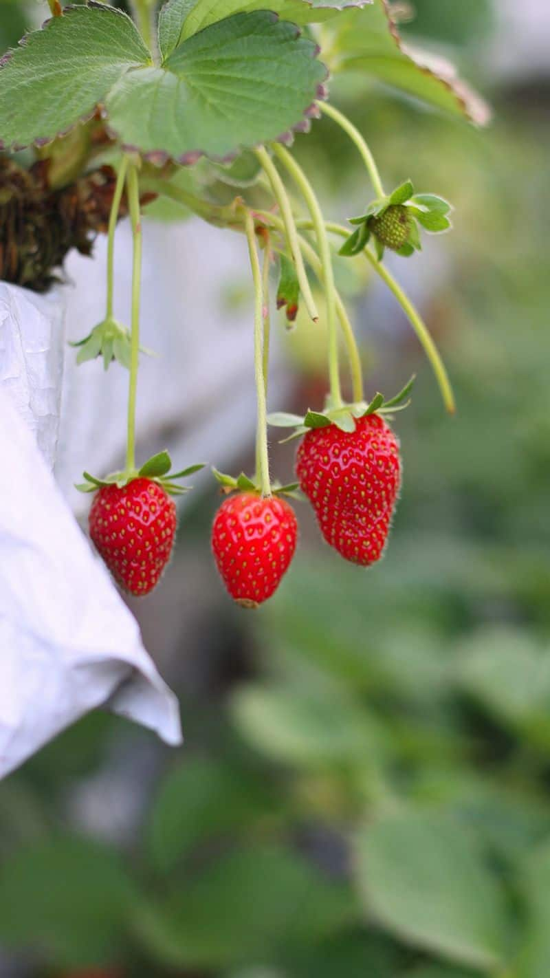 Success story of strawberry farmer satyendra verma zrua