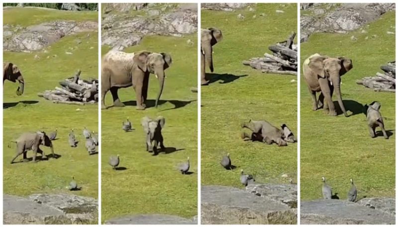 Video of baby elephant chasing birds goes viral bkg 