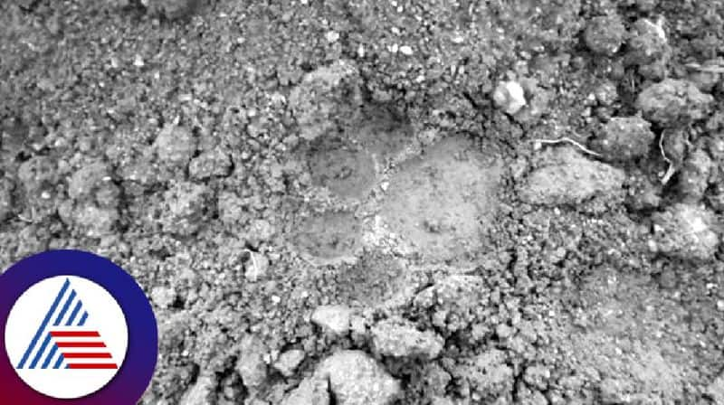 Tigers foot print found in nagarahole farms land rav