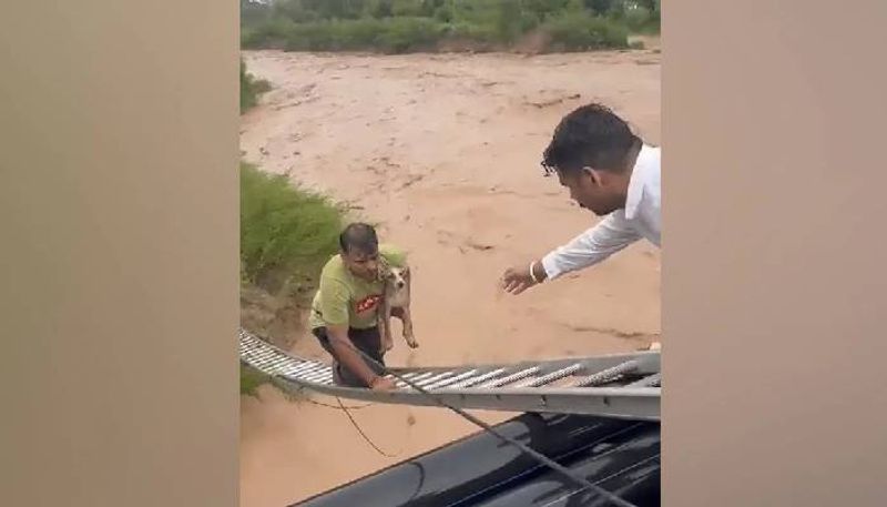 man risking life to rescue dog rlp