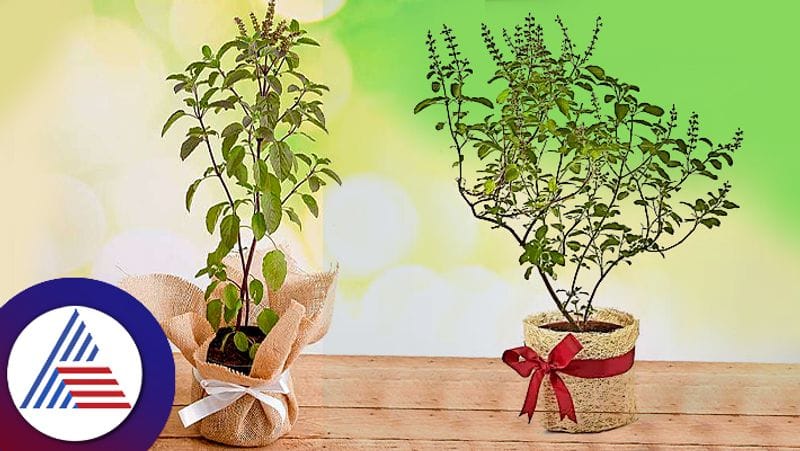 Know is gifting tulsi plant good as per vastu know astrology tips for gifts pav