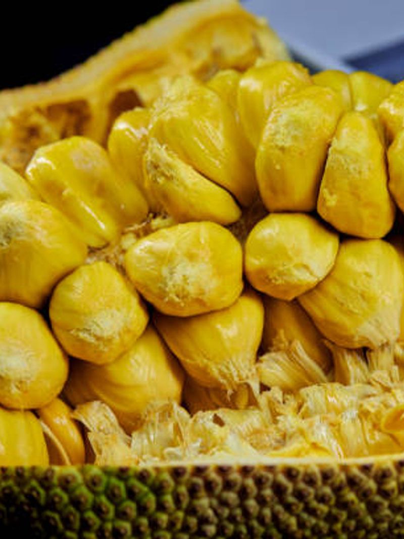 Let jackfruit be a sub-crop for economic empowerment of farmers  snr