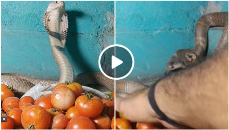 Snake guards tomatoes, video goes viral - bsb