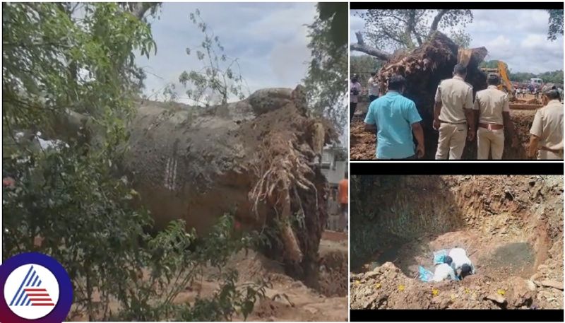 Dharwad VV Agricultural scientists replanted 2000 year old Haveri big tamarind tree sat