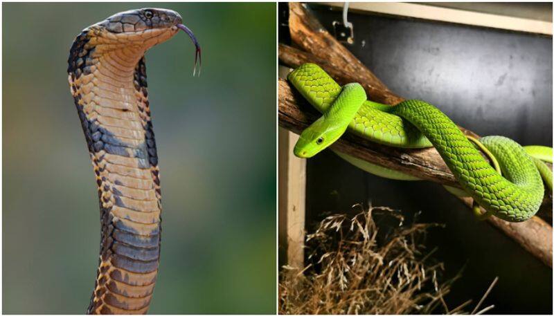 Garden Of Snakes Scary Viral Footage Shows Rare Glimpse Of Serpent Farming roo