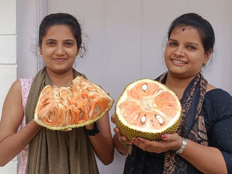 Jackfruit festival again in Mysore snr