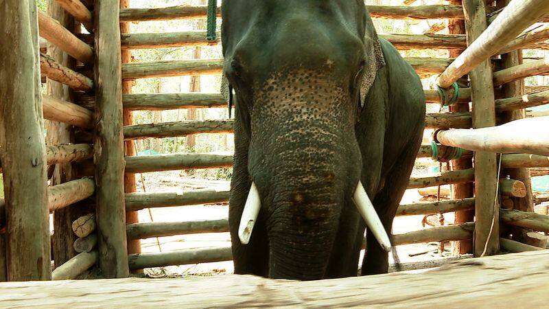 wild elephant entered residence and ate cattle food in coimbatore