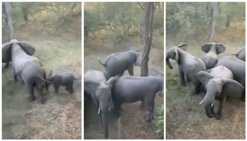 video of a herd of elephants forming a circle to save the elephant cub from their enemies has gone viral bkg