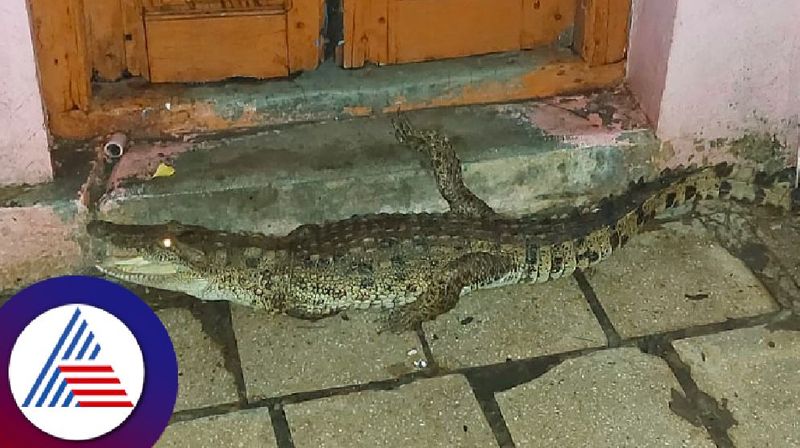 Crocodile spotted in residential area panic among people in gangavati at koppal district rav