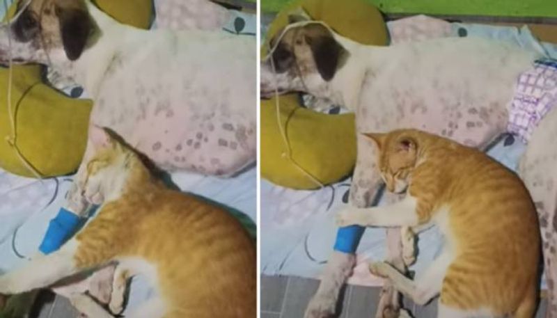 this cat refuses to leave his sick friend a dog rlp