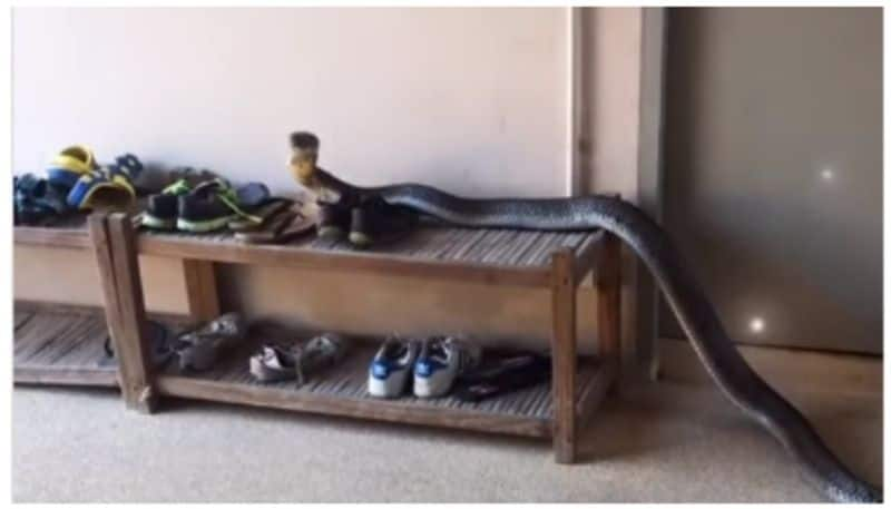 giant king cobra hiding in a shoe rack Scary video viral went viral bkg