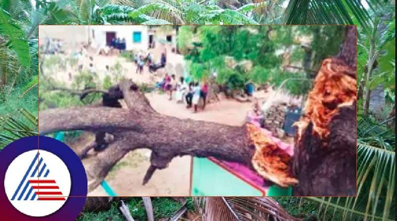 Uprooted century tree villagers worried kanakagiri at koppal rav