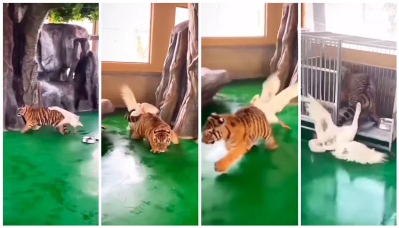 tiger try to save its life after attacking by swan bkg 