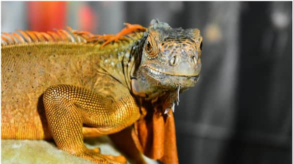  The Taiwanese government has decided to kill 1.2 lakh iguanas ray