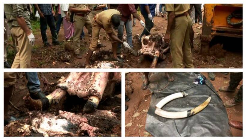 Kerala: Carcass of wild elephant with broken tusk found buried in rubber plantation in Thrissur