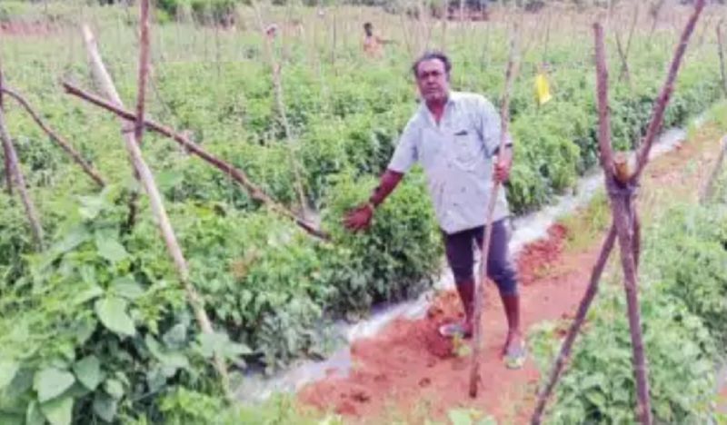 Tomato crop protection is a challenge for the farmer at chikkaballapur gvd