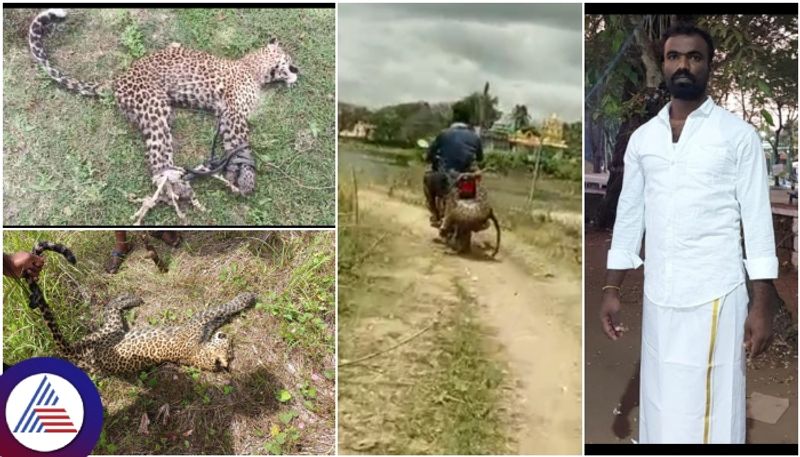 Hassan young man captured attacking leopard and handed it over to forest department sat