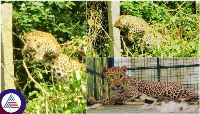 Rescue of a leopard that got stuck in a well near Sathyamangalam to drink water