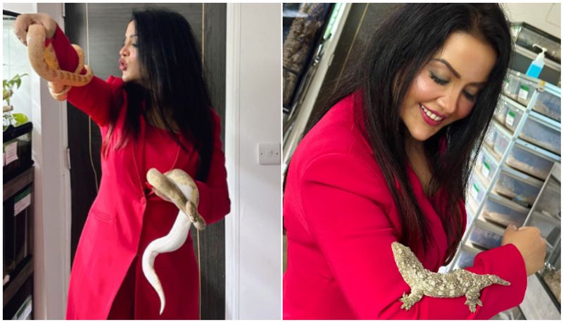 Amruta Fadnavis latest photo with snake goes viral prm 