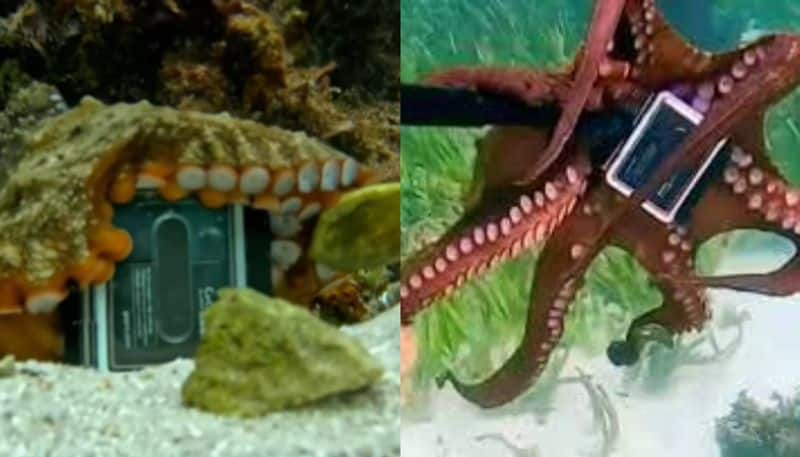 Octopus Steals GoPro Camera Refuses To Give It Back viral video azn 