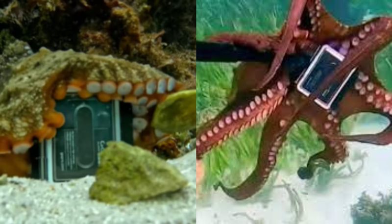 Octopus Steals GoPro Camera Refuses To Give It Back viral video azn 