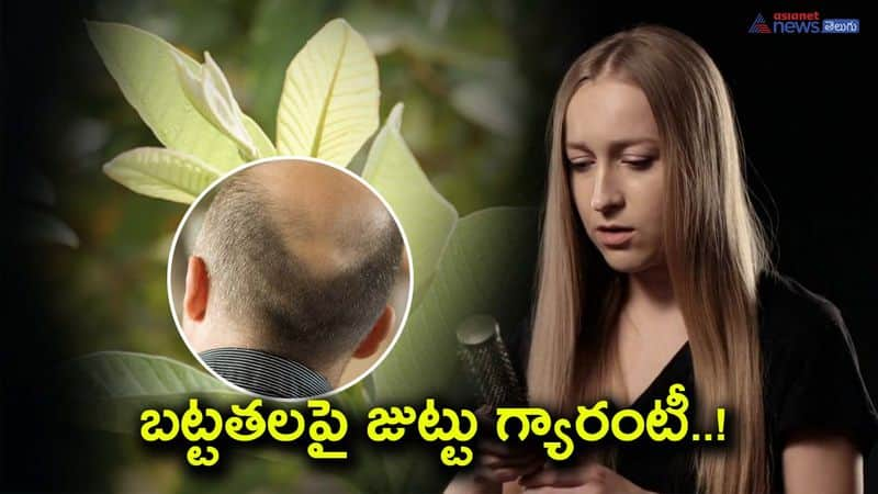 Discover the Amazing Benefits of Guava Leaves for Hair Growth