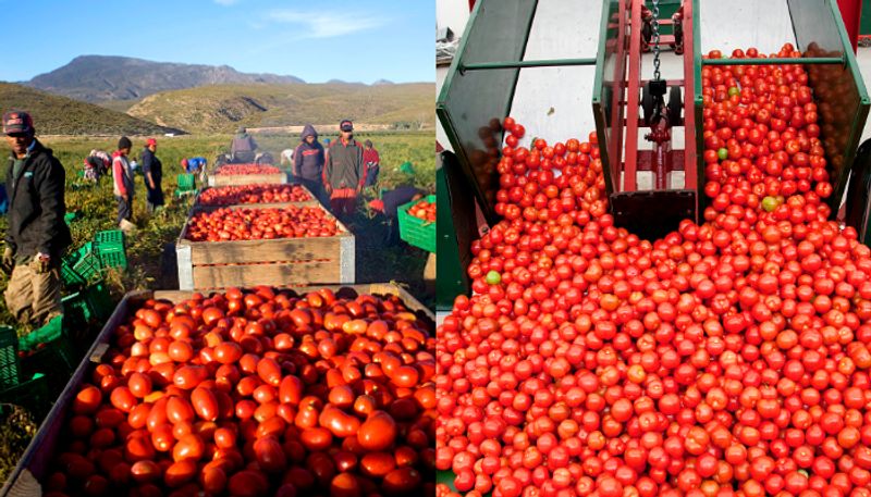 tomatoes selling Maharashtra farmer becomes millionaire in a month APK