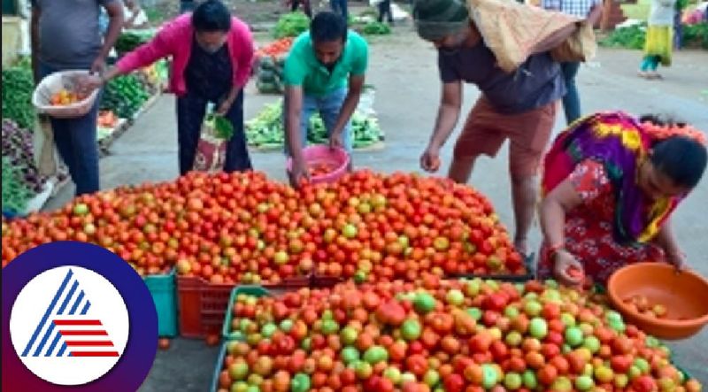 Mahesh Hiremath a young farmer who grew tomatoes and earned 11 lakhs at chikkodi rav