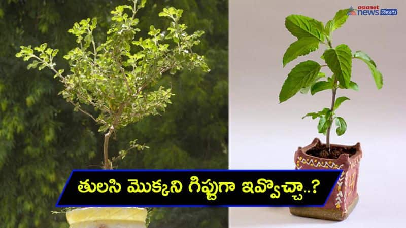 Harness Positive Energy with a Basil Plant ( Tulasi Mokka) Gift: Vastu Shastra Insights