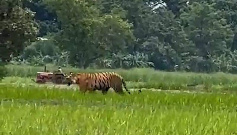 Wild Encounter: Majestic tiger strolls in UP field as farmer ploughs land behind WATCH AJR