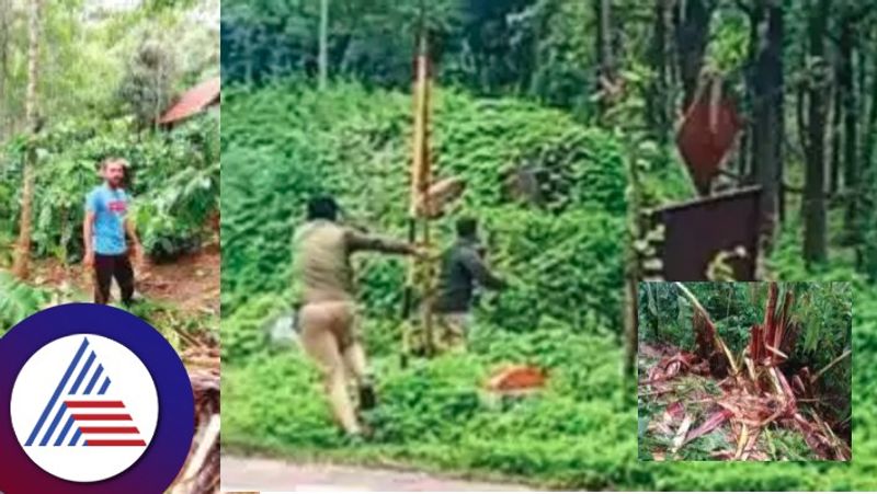 The forest department drove the wild elephant to forest at kodagu rav