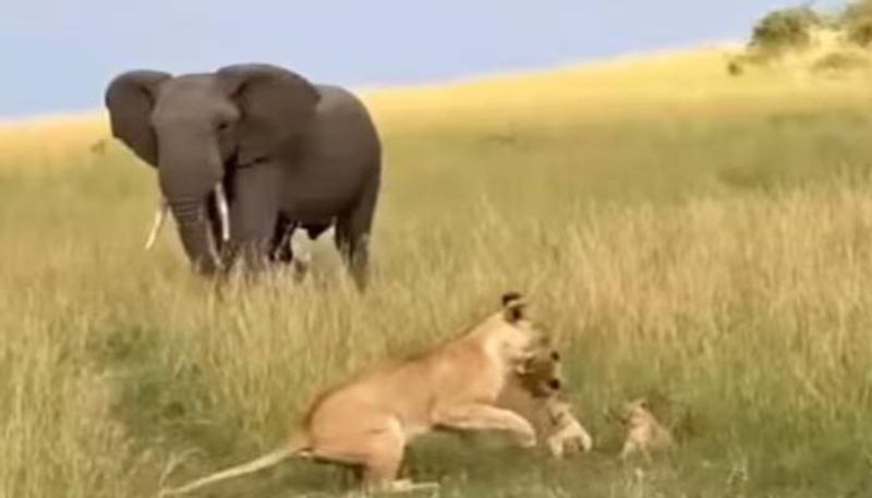 elephant charges to lioness and cubs rlp