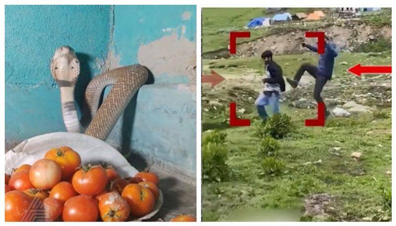 snake in the middle of tomatoes at uttar pradesh nbn